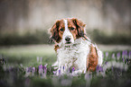 Kooikerhondje Rde