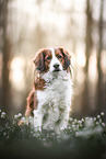 Kooikerhondje Rde