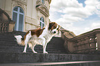 Kooikerhondje Rde