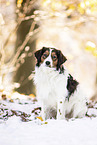 Kooikerhondje im Winter