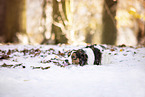 Kooikerhondje im Winter