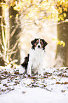 Kooikerhondje im Winter