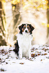 Kooikerhondje im Winter