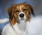 Kooikerhondje im Winter