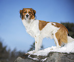 Kooikerhondje im Winter