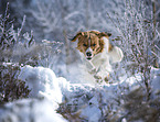 Kooikerhondje im Winter