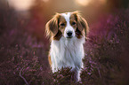 Kooikerhondje