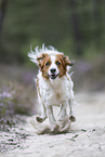 Kooikerhondje