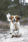 Kooikerhondje