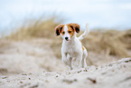 Kooikerhondje Welpe