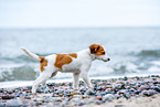 Kooikerhondje Welpe