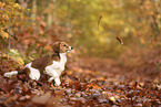 Kooikerhondje Welpe