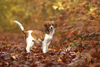 Kooikerhondje Welpe