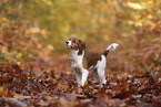 Kooikerhondje Welpe