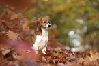 Kooikerhondje Welpe