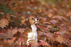 Kooikerhondje Welpe