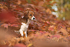 Kooikerhondje Welpe