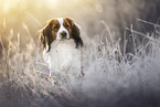 Kooikerhondje