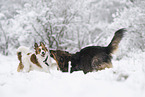 Mischling und Kooikerhondje spielen im Schnee