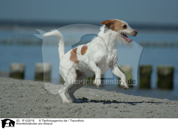 Kromfohrlnder am Strand / IF-02618