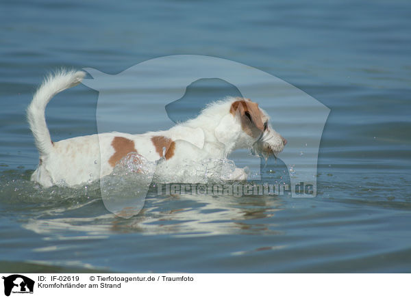 Kromfohrlnder am Strand / IF-02619