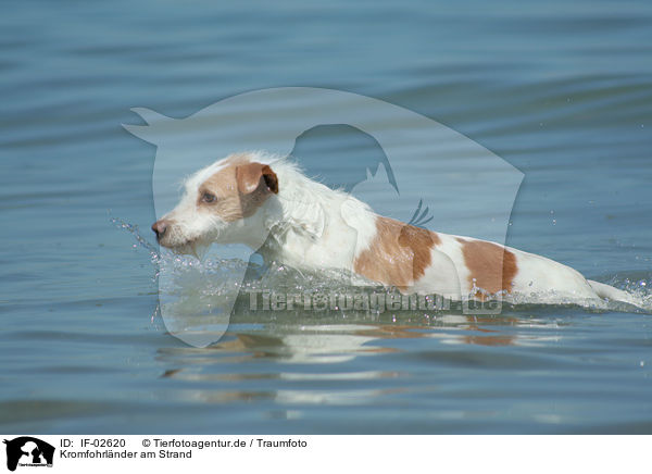 Kromfohrlnder am Strand / IF-02620