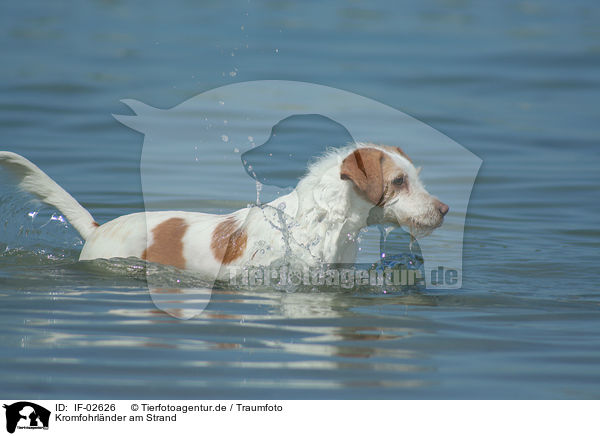 Kromfohrlnder am Strand / IF-02626