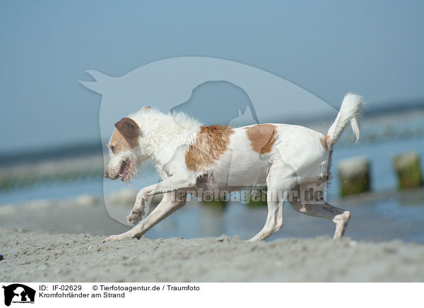 Kromfohrlnder am Strand / IF-02629