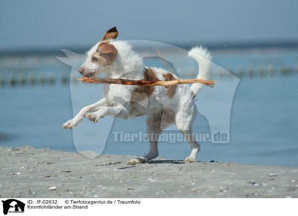 Kromfohrlnder am Strand / Kromfohrlnder on the beach / IF-02632