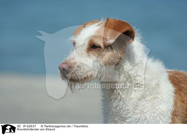 Kromfohrlnder am Strand / IF-02637