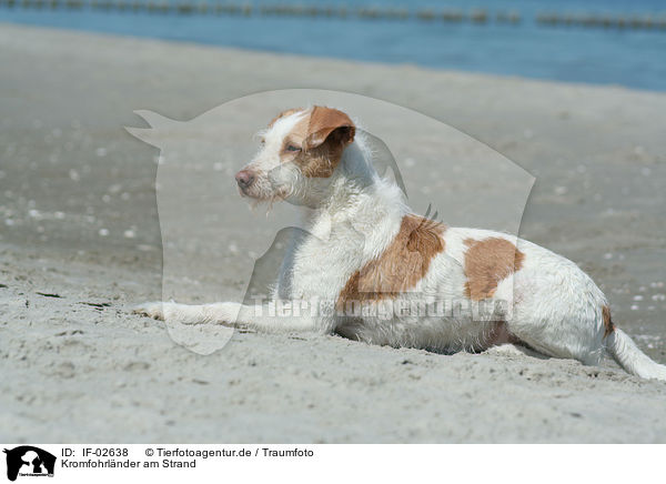 Kromfohrlnder am Strand / Kromfohrlnder on the beach / IF-02638