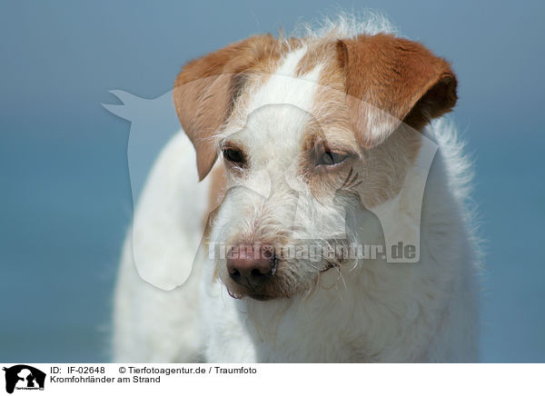 Kromfohrlnder am Strand / Kromfohrlnder on the beach / IF-02648