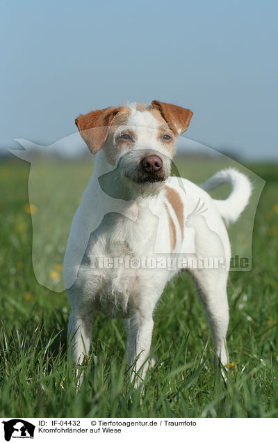 Kromfohrlnder auf Wiese / Kromfohrlnder on meadow / IF-04432