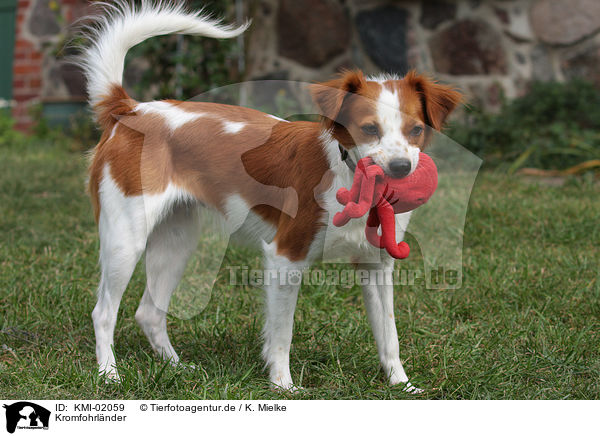 Kromfohrlnder / Krom dogs / KMI-02059