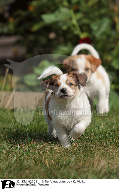 Kromfohrlnder Welpen / Kromfohrlnder Puppies / KMI-02061