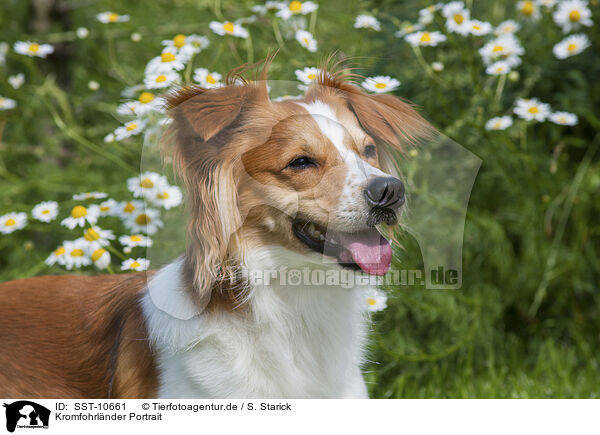 Kromfohrlnder Portrait / Krom dog Portrait / SST-10661