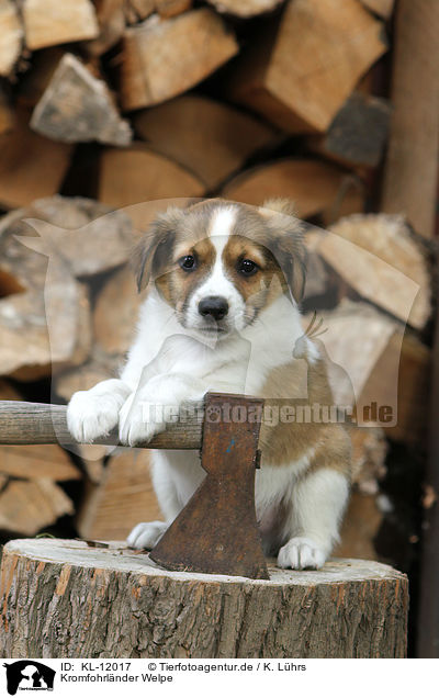 Kromfohrlnder Welpe / Kromfohrlnder Puppy / KL-12017