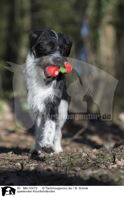 spielender Kromfohrlnder / playing Krom dog / NN-10472