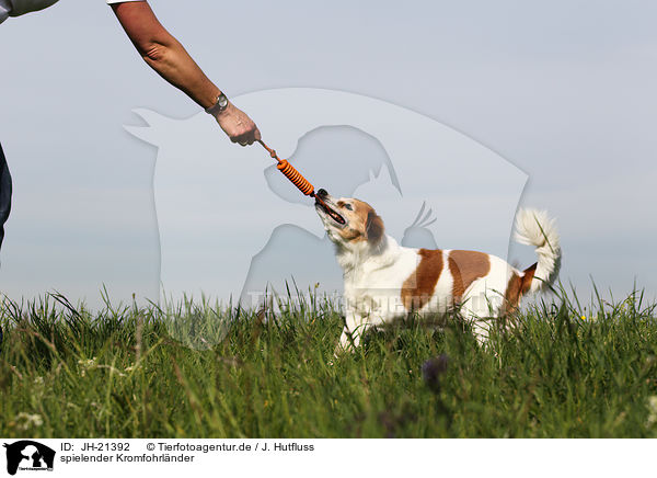 spielender Kromfohrlnder / playing Krom dog / JH-21392
