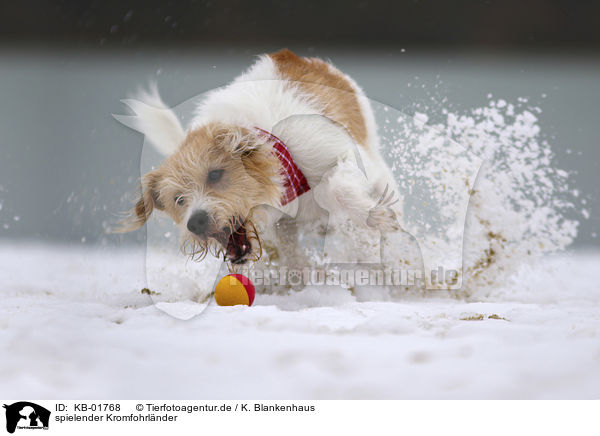 spielender Kromfohrl�nder / KB-01768