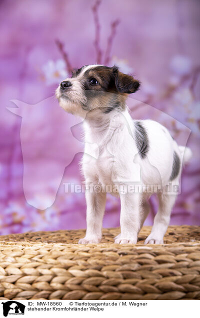 stehender Kromfohrlnder Welpe / standing Krom puppy / MW-18560