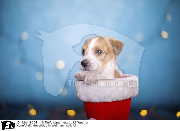 Kormfohrlnder Welpe in Weihnachtsstiefel / Krom puppy in santa boot / MW-18654