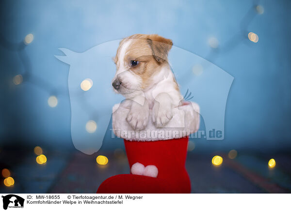 Kormfohrlnder Welpe in Weihnachtsstiefel / Krom puppy in santa boot / MW-18655