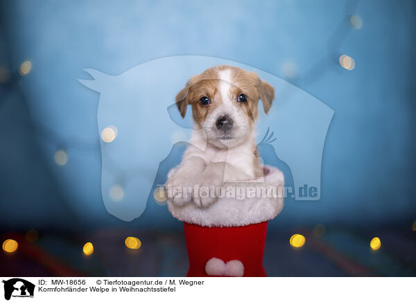 Kormfohrlnder Welpe in Weihnachtsstiefel / Krom puppy in santa boot / MW-18656