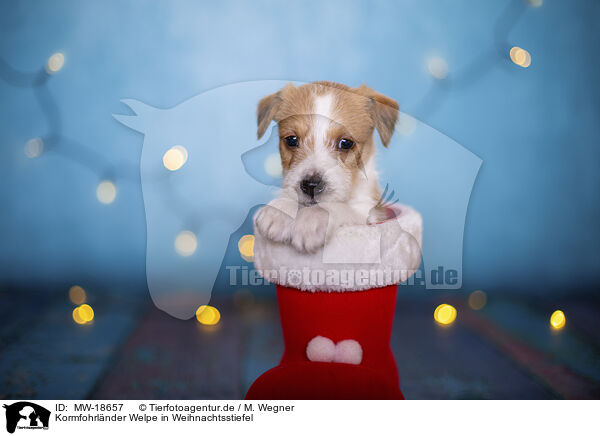 Kormfohrlnder Welpe in Weihnachtsstiefel / Krom puppy in santa boot / MW-18657