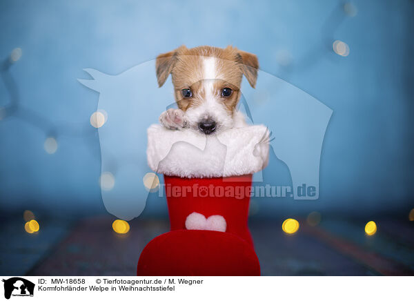 Kormfohrlnder Welpe in Weihnachtsstiefel / Krom puppy in santa boot / MW-18658