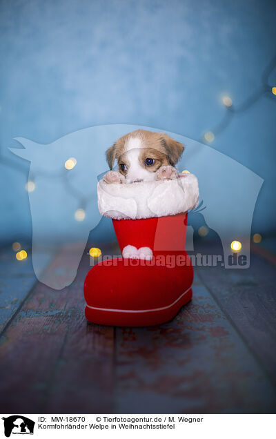 Kormfohrlnder Welpe in Weihnachtsstiefel / Krom puppy in santa boot / MW-18670