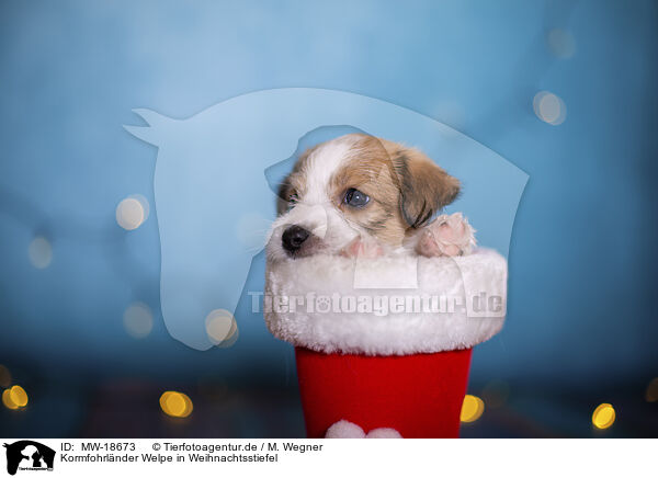 Kormfohrlnder Welpe in Weihnachtsstiefel / Krom puppy in santa boot / MW-18673