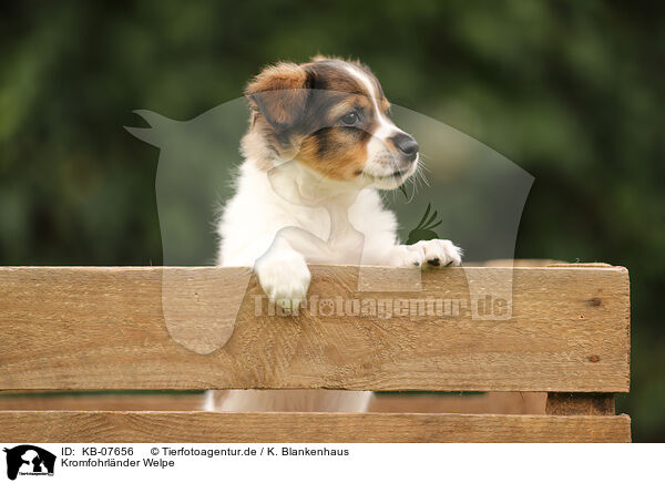 Kromfohrlnder Welpe / Krom dog puppy / KB-07656