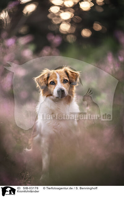 Kromfohrlnder / Krom dog / SIB-03178
